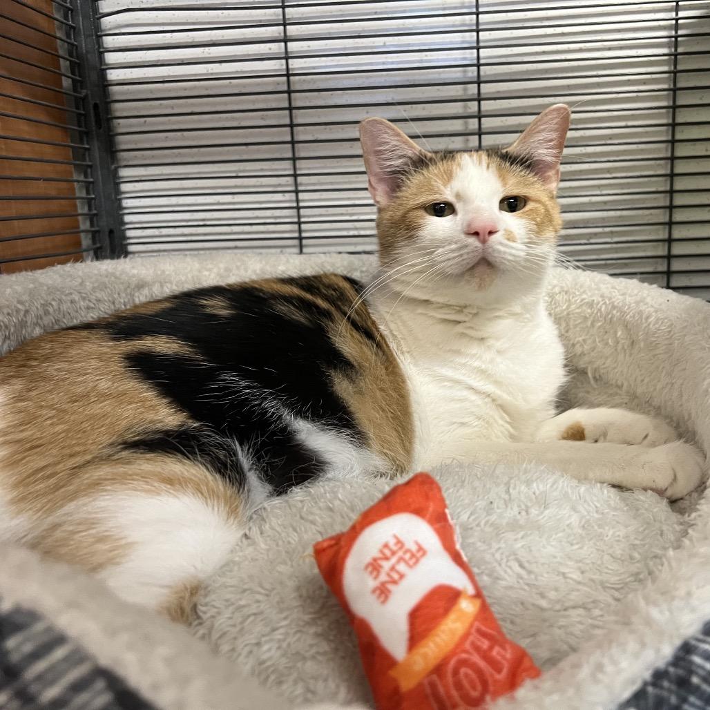 Enlarge Fiona, a Adoptable Domestic Short Hair in Delaware, OH image 6/6