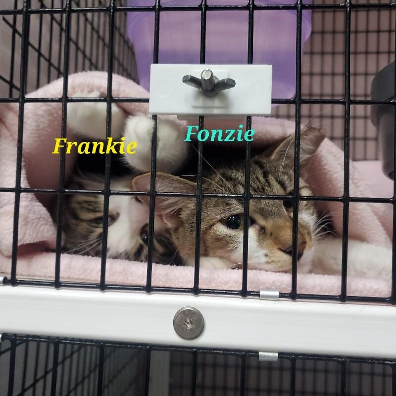 Frankie, Adoptable, Young Male Domestic Medium Hair.