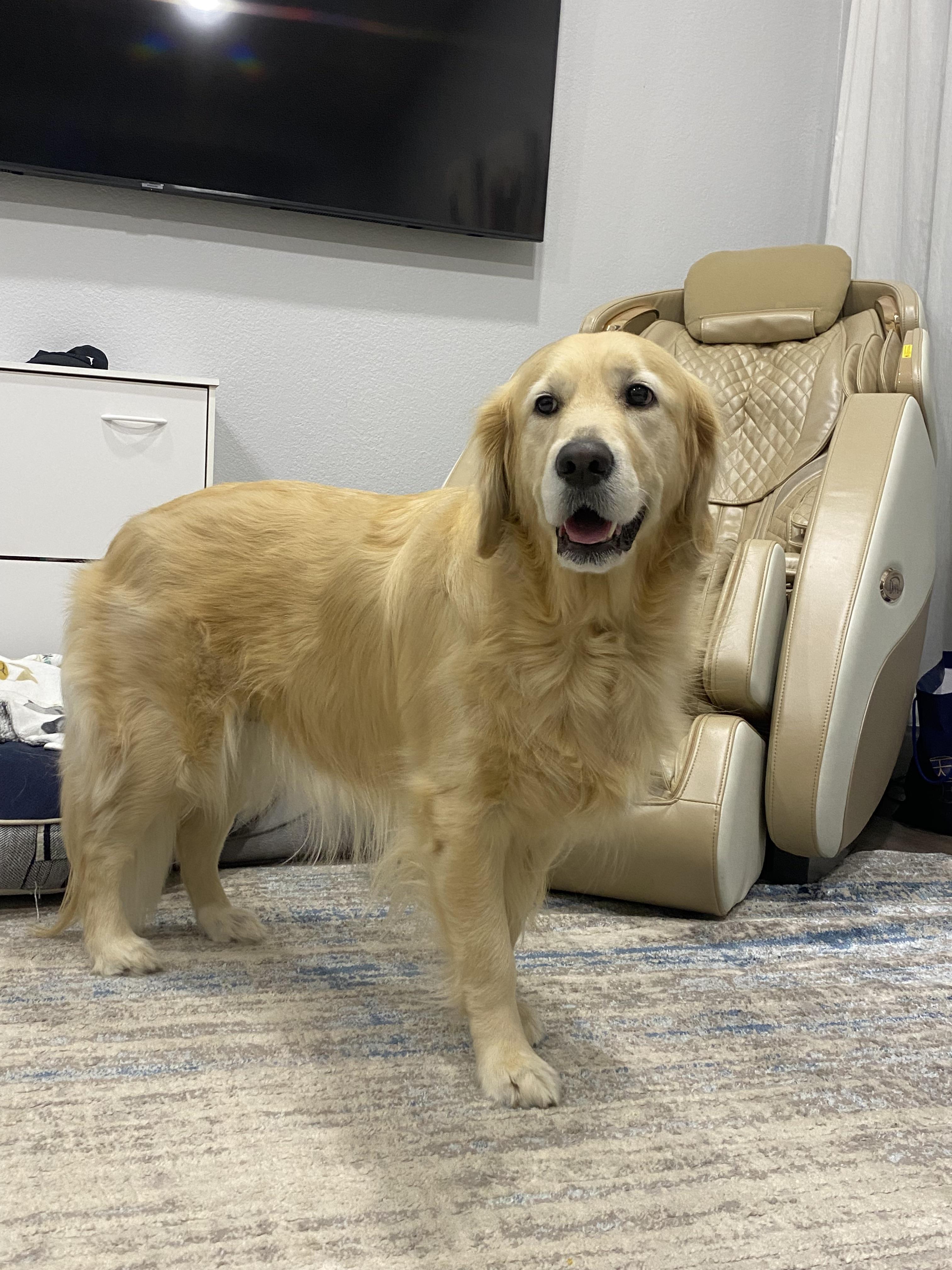 Sir Waggington (Test Pet), Adoptable, Adult Male Golden Retriever & Mixed Breed.