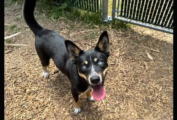 Yuki, Adoptable, Young Female Australian Cattle Dog / Blue Heeler & Husky.
