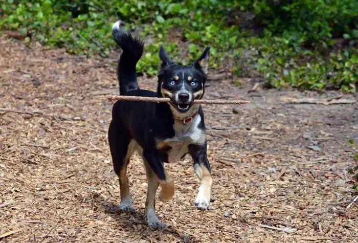 Yuki, a Adoptable mixed breed in Coupeville, WA image 2/4