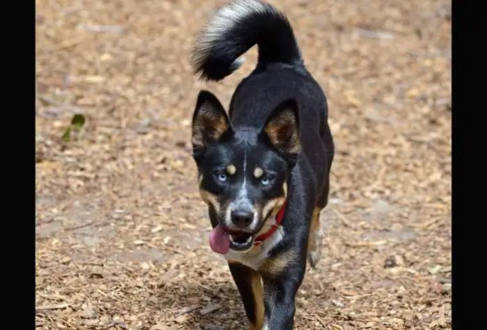 Yuki, a Adoptable mixed breed in Coupeville, WA image 3/4