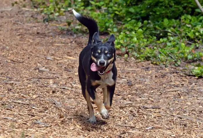 Yuki, a Adoptable mixed breed in Coupeville, WA image 4/4