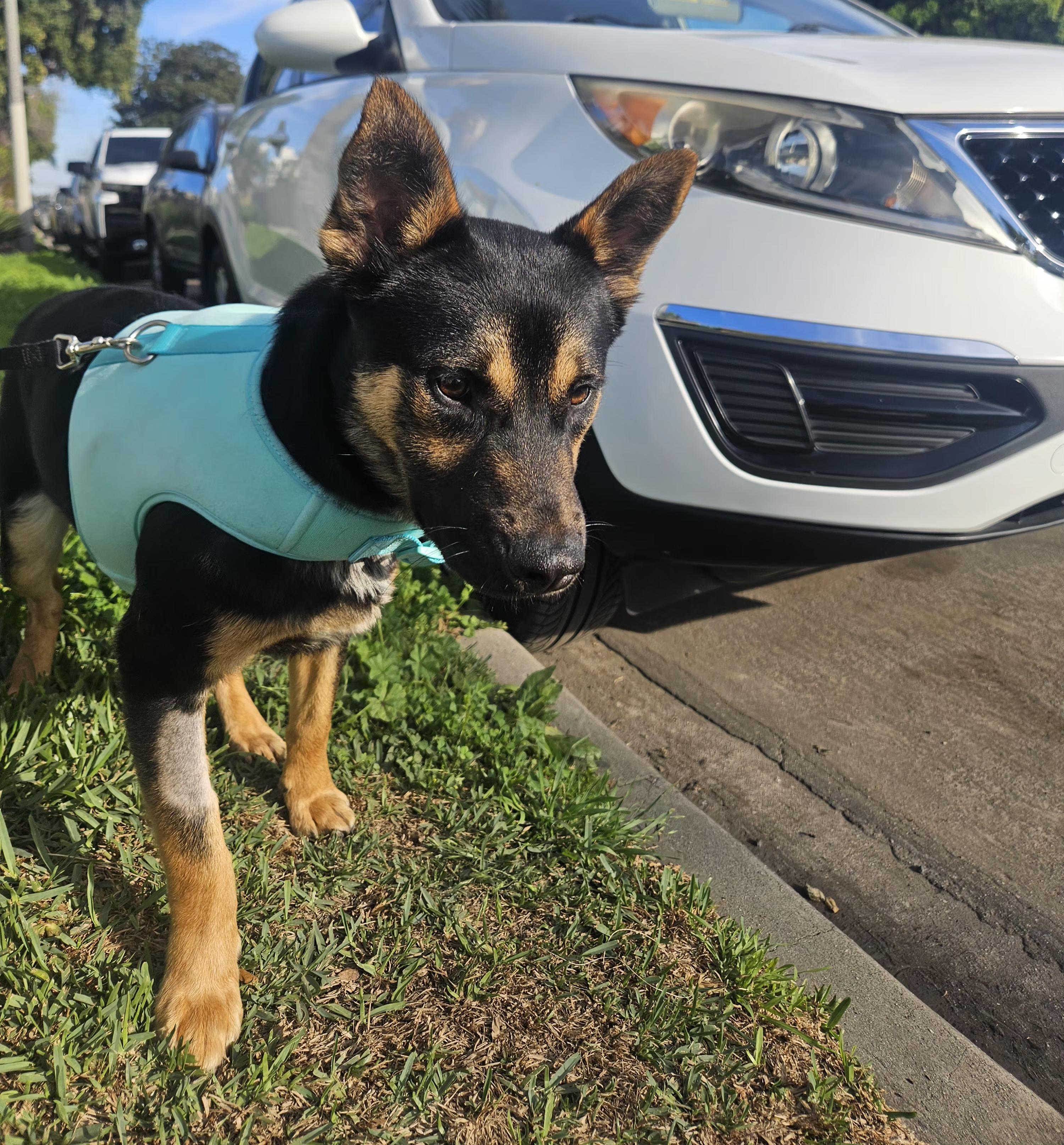 Helo, a ADOPTABLE mixed breed in Los Angeles, CA image 2/3