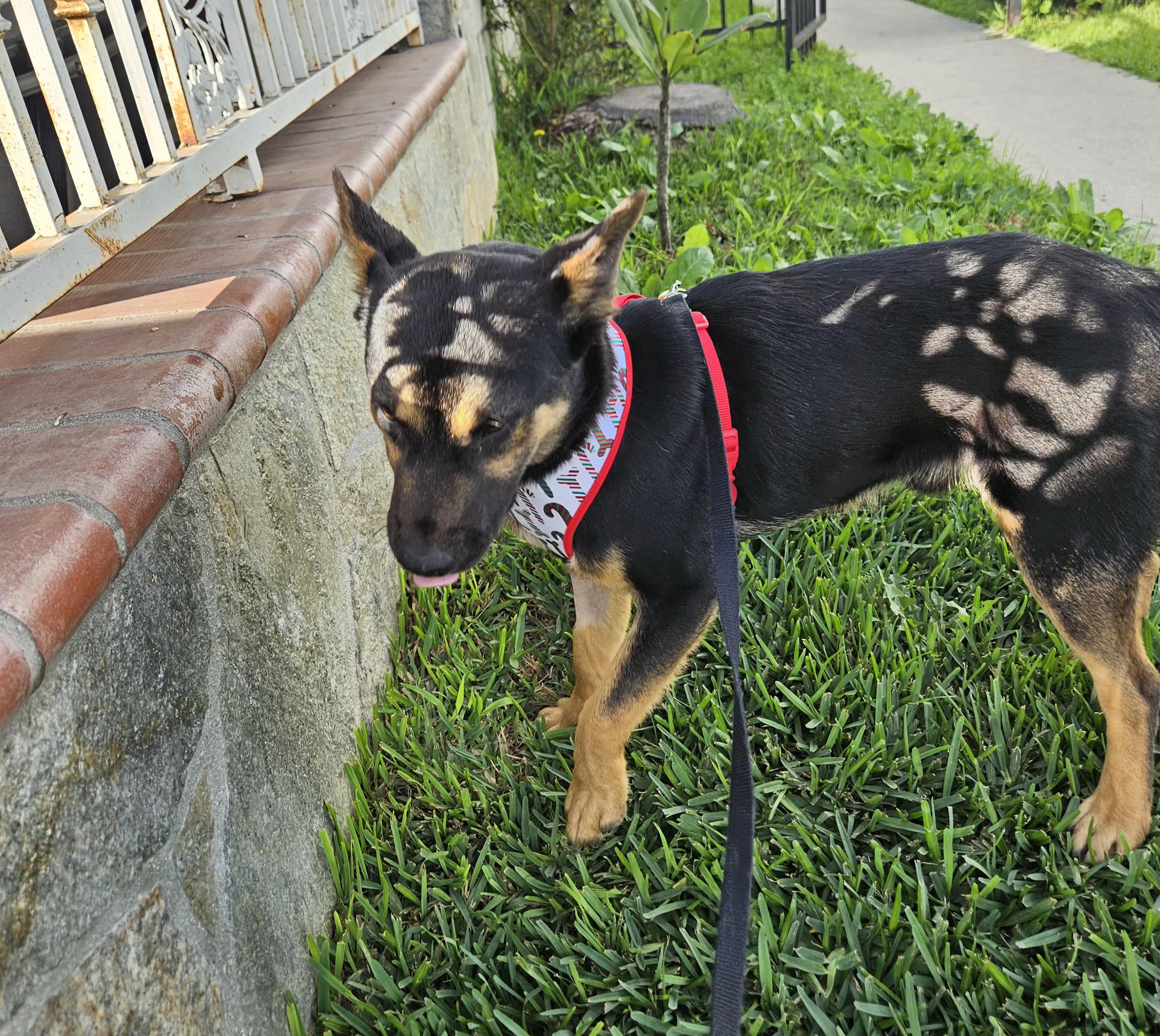 Helo, a ADOPTABLE mixed breed in Los Angeles, CA image 3/3