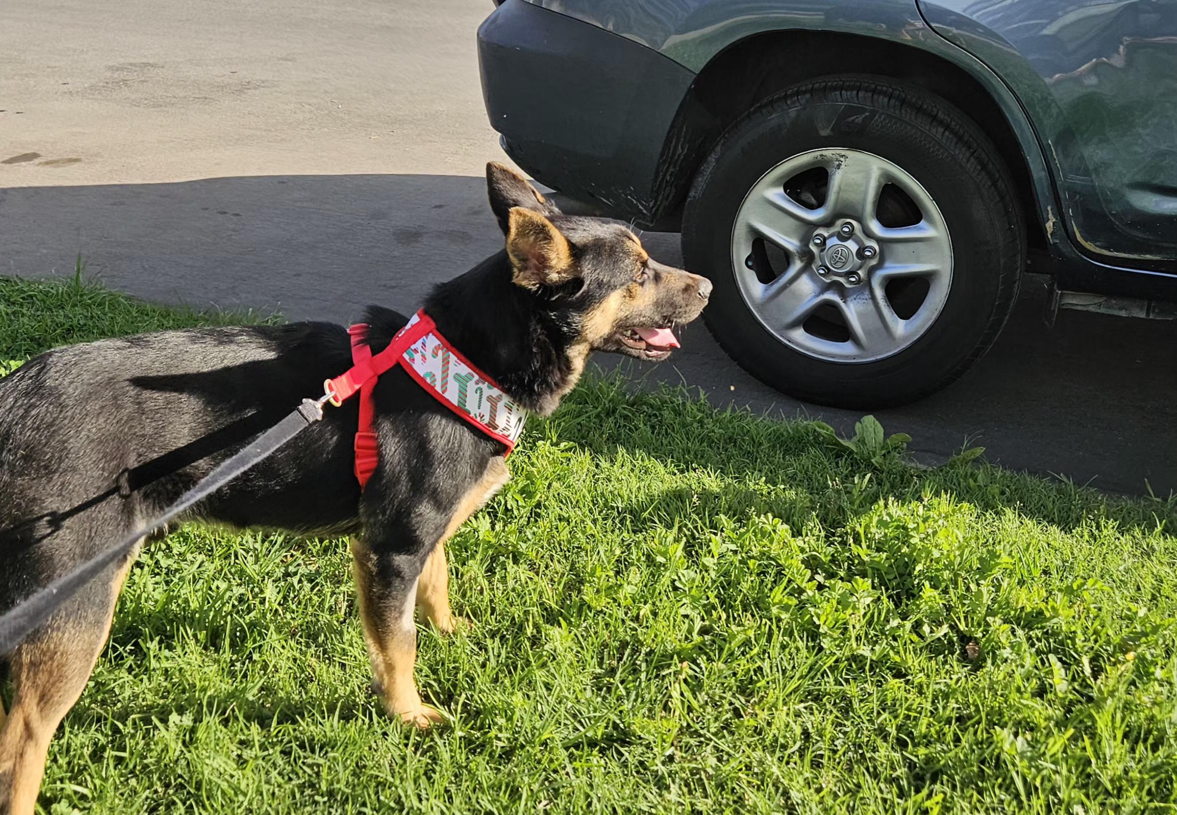Helo, a ADOPTABLE mixed breed in Los Angeles, CA image 1/3