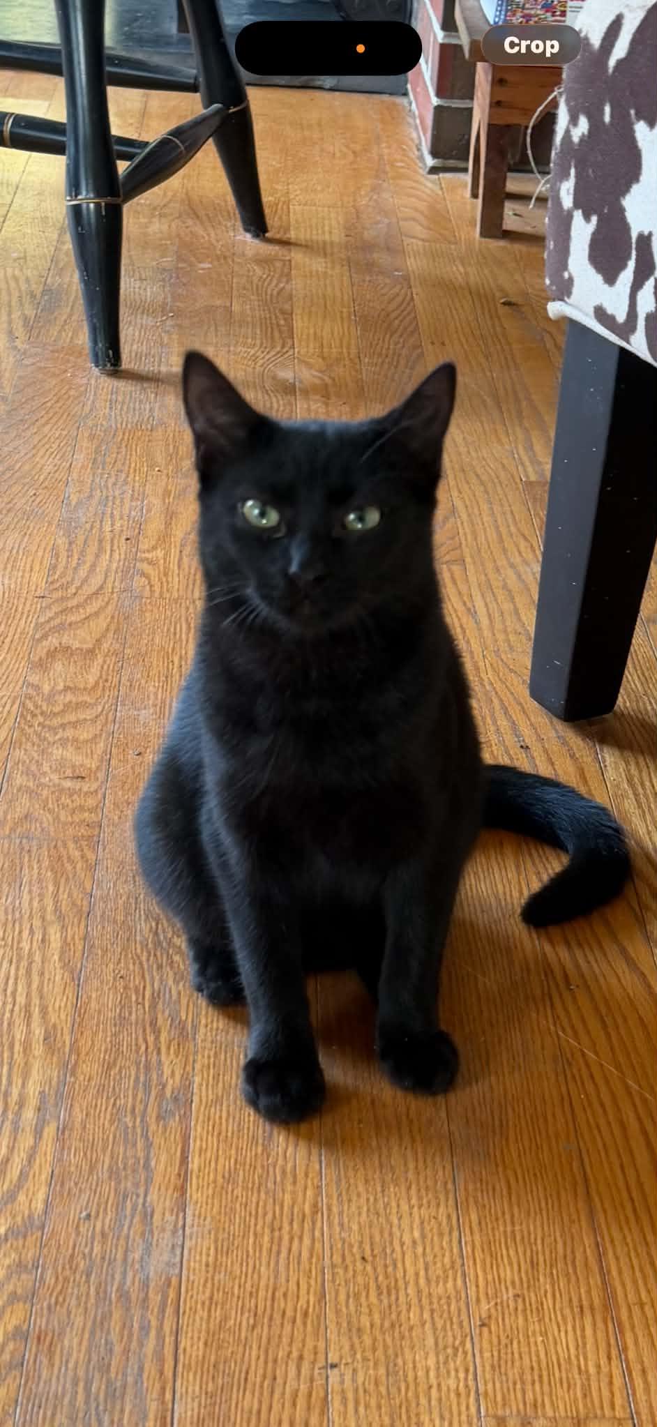 Enlarge Baguette, a Adoptable mixed breed in Brunswick, ME image 1/1