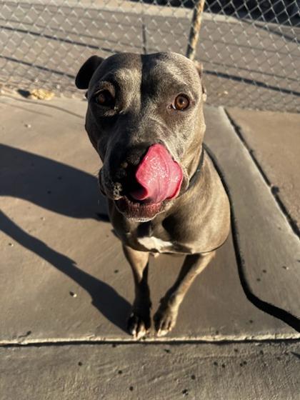 Zoey 101*, Adoptable, Adult Female Pit Bull Terrier & Mixed Breed.