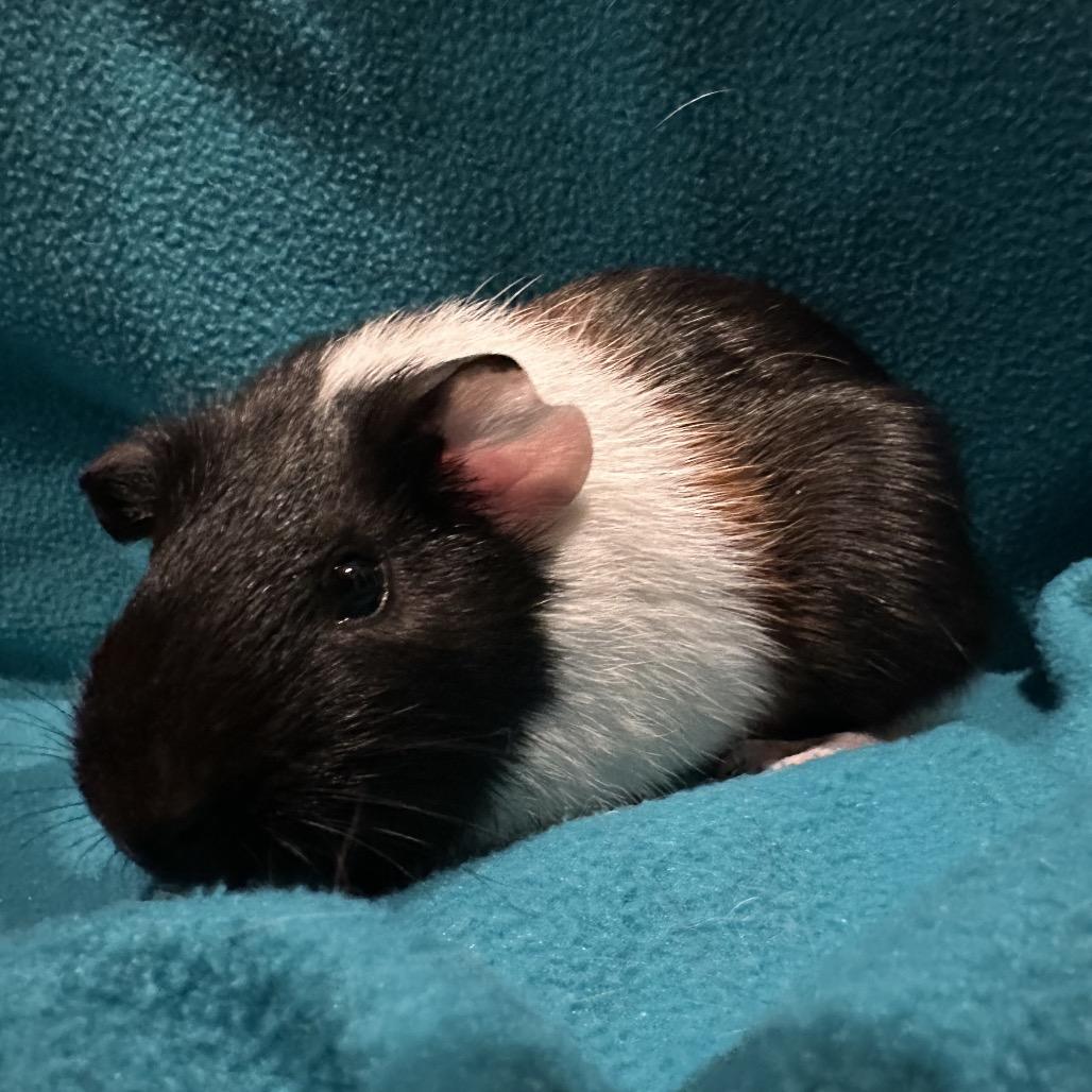 Sprinkles (bonded with ZigZag), Adoptable, Young Male Guinea Pig.