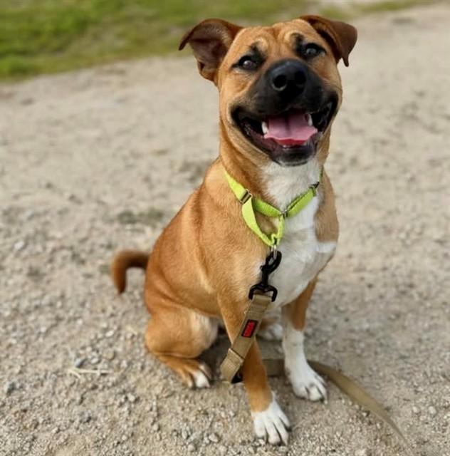 CHALUPA, Adoptable, Young Male Pit Bull Terrier & Australian Cattle Dog / Blue Heeler.