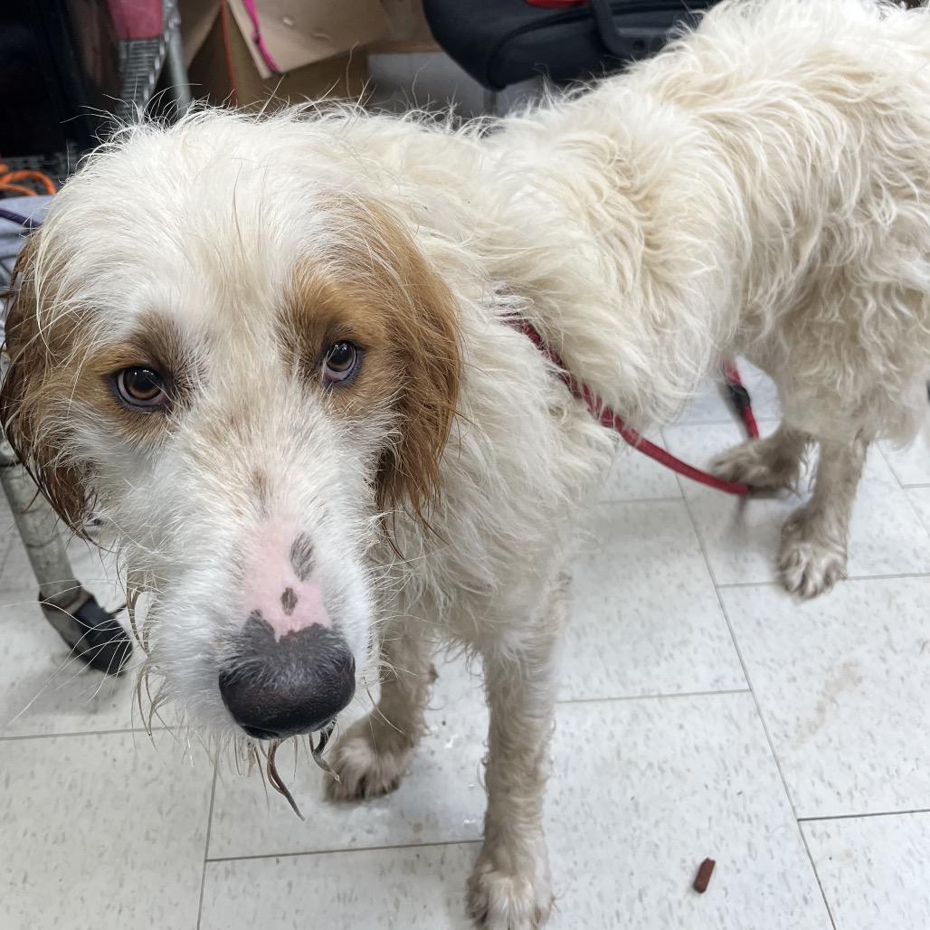 Bowie(Weekend Warrior), Adoptable, Adult Male Mixed Breed.