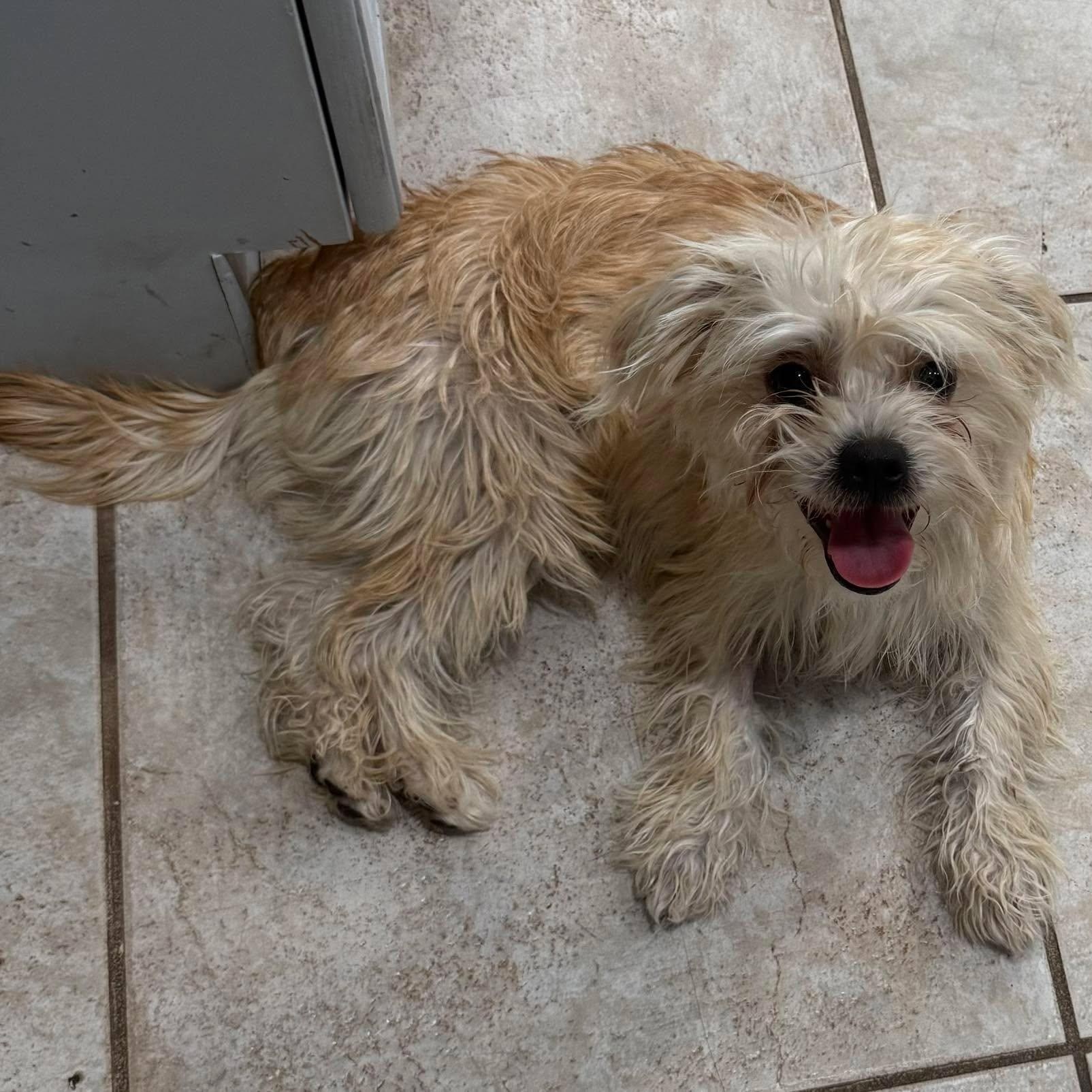 Enlarge Crimson (part of a bonded pair), a ADOPTABLE mixed breed in Homer Glen, IL image 4/6
