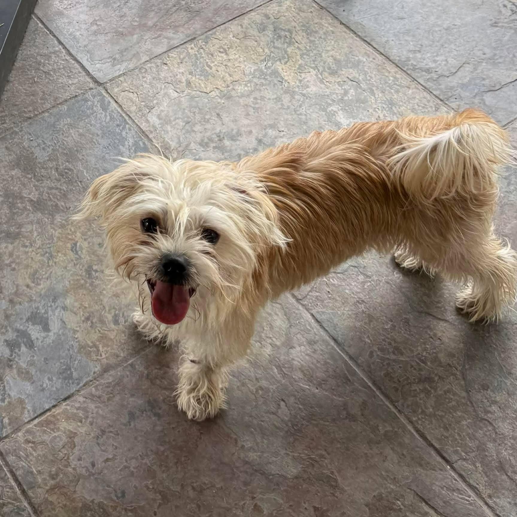 Crimson (part of a bonded pair), ADOPTABLE, Young Male Maltese & Terrier.