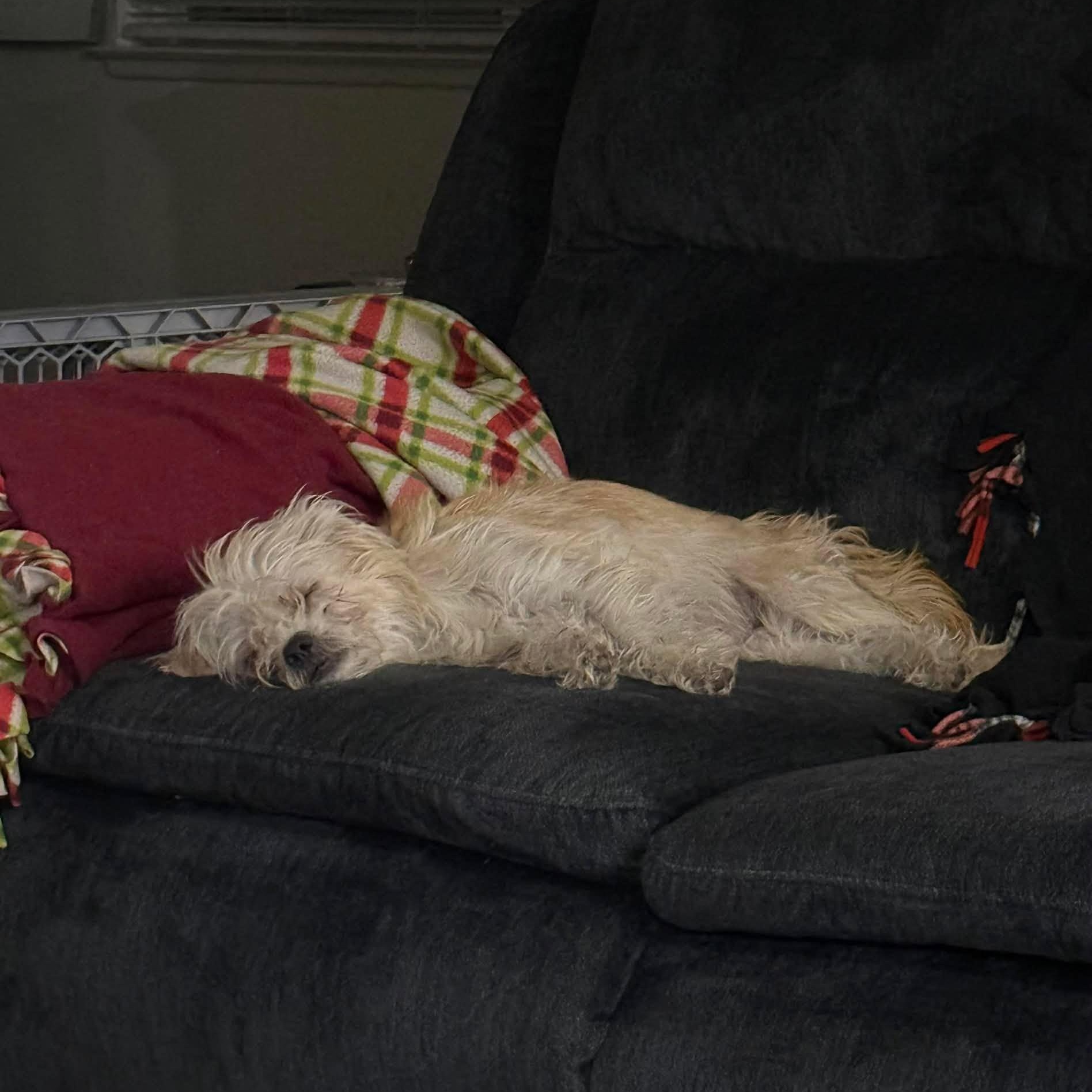 Enlarge Crimson (part of a bonded pair), a ADOPTABLE mixed breed in Homer Glen, IL image 3/6