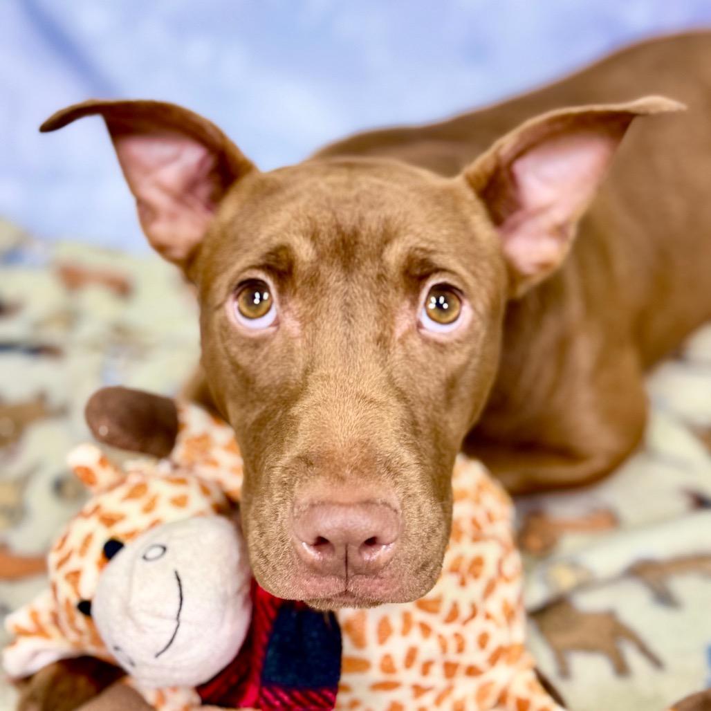 Enlarge Petunia, a Adoptable English Bulldog in Franklin, NC image 2/6