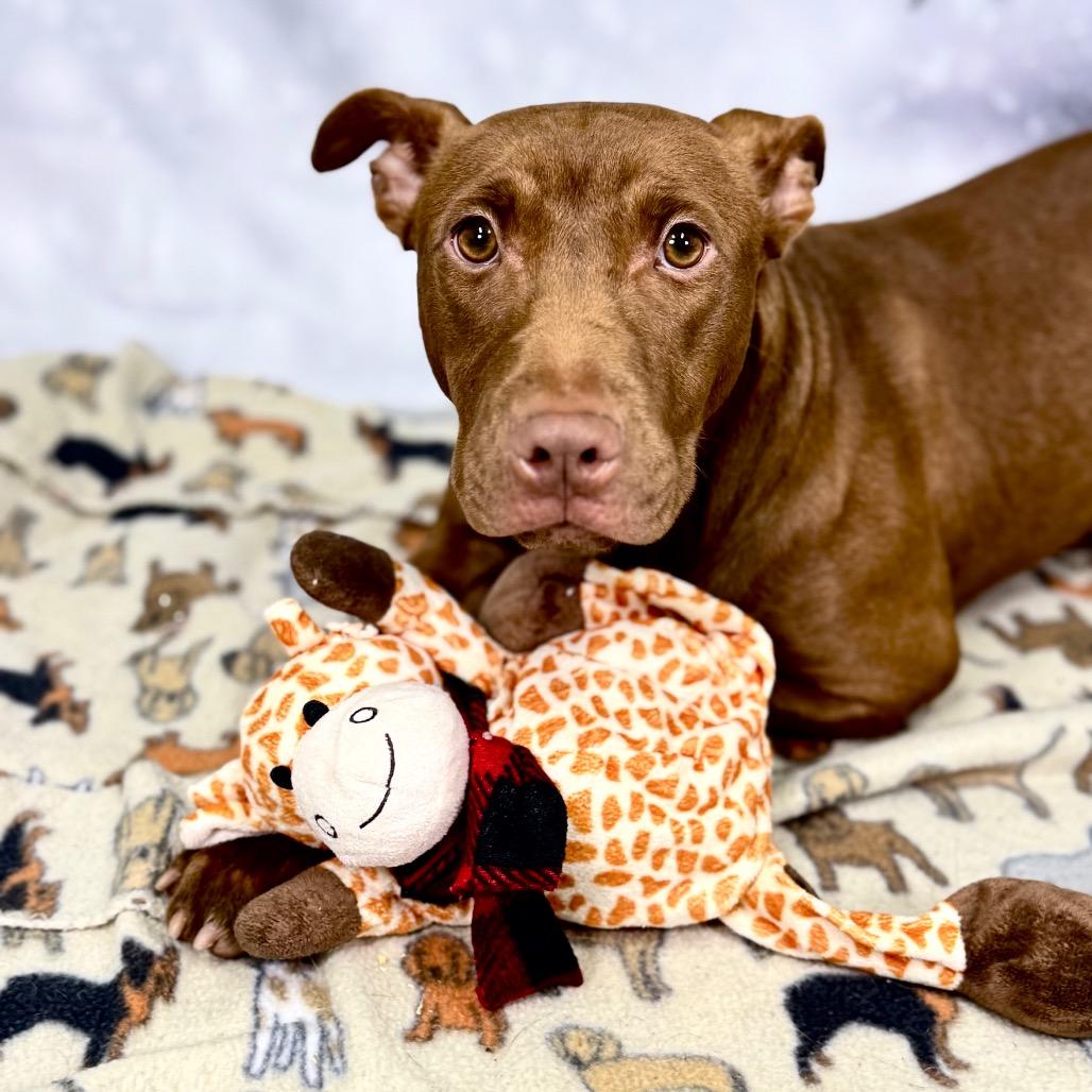 Enlarge Petunia, a Adoptable English Bulldog in Franklin, NC image 3/6