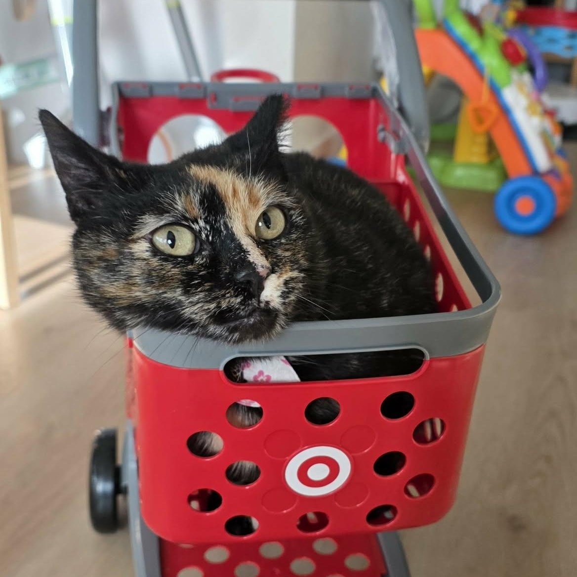 Bubbles, adoptable, Kitten Female Tortoiseshell & Domestic Short Hair.