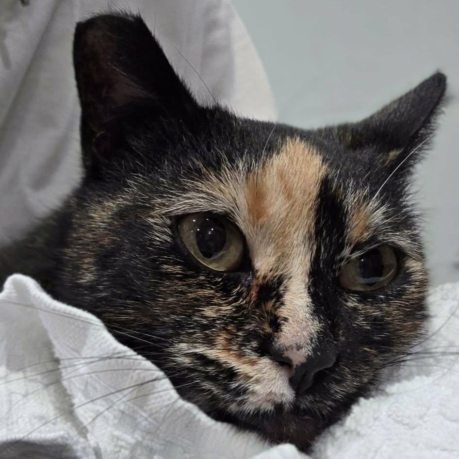 Enlarge Bubbles, an adopted mixed breed in Santa Clara, CA image 5/6