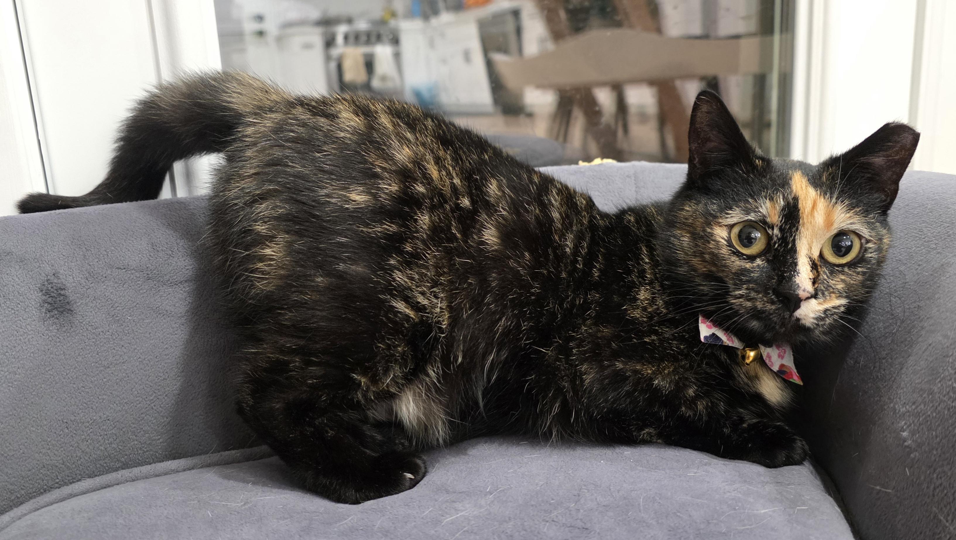 Enlarge Bubbles, an adopted mixed breed in Santa Clara, CA image 2/6