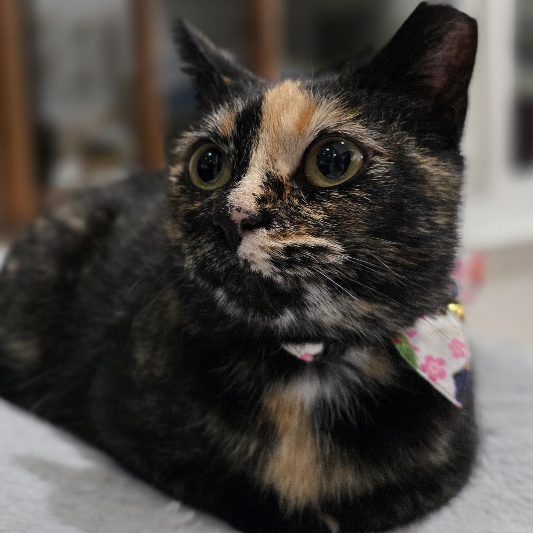 Enlarge Bubbles, an adopted mixed breed in Santa Clara, CA image 3/6