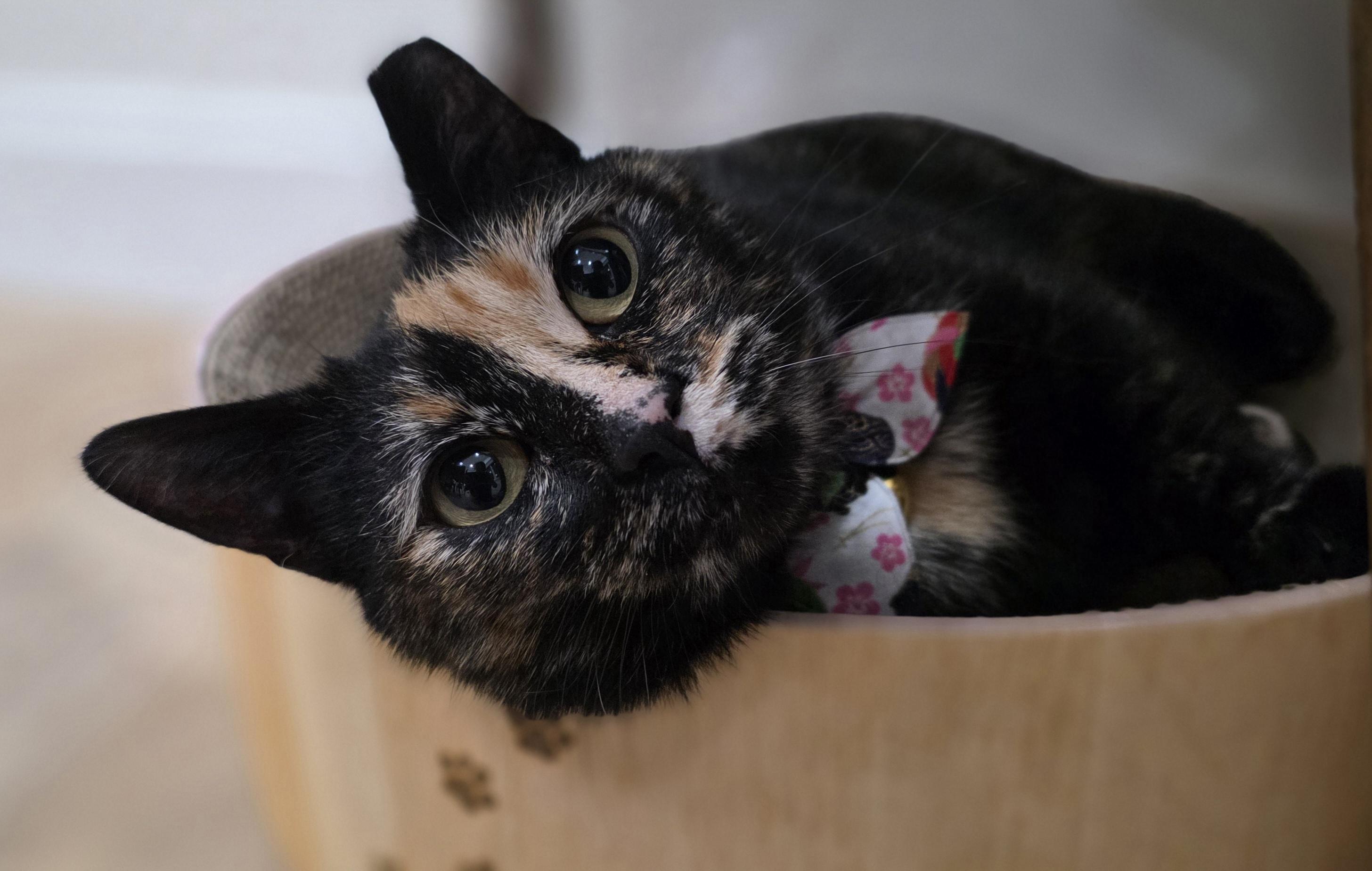 Enlarge Bubbles, an adopted mixed breed in Santa Clara, CA image 6/6