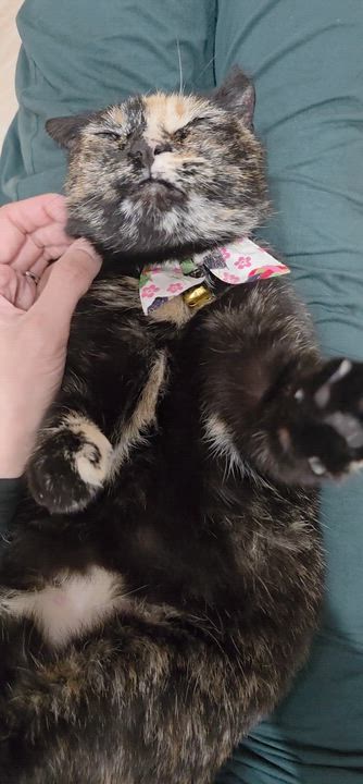 Enlarge Bubbles, an adopted mixed breed in Santa Clara, CA video 4/6