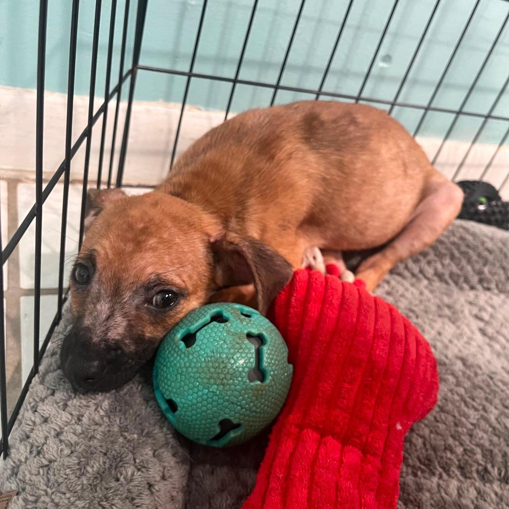 Mouse, Adoptable, Puppy Female Chihuahua & Mixed Breed.