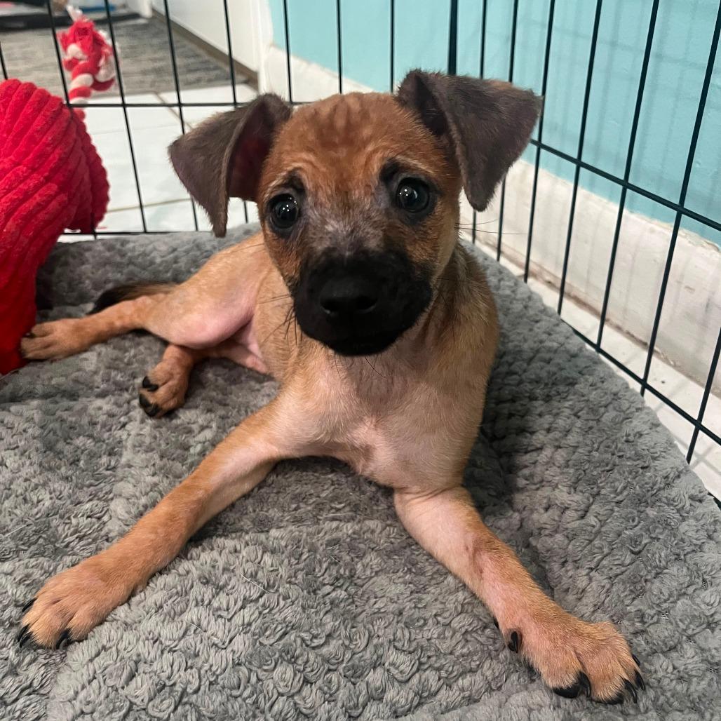 Enlarge Mouse, a Adoptable mixed breed in Merritt Island, FL image 2/3