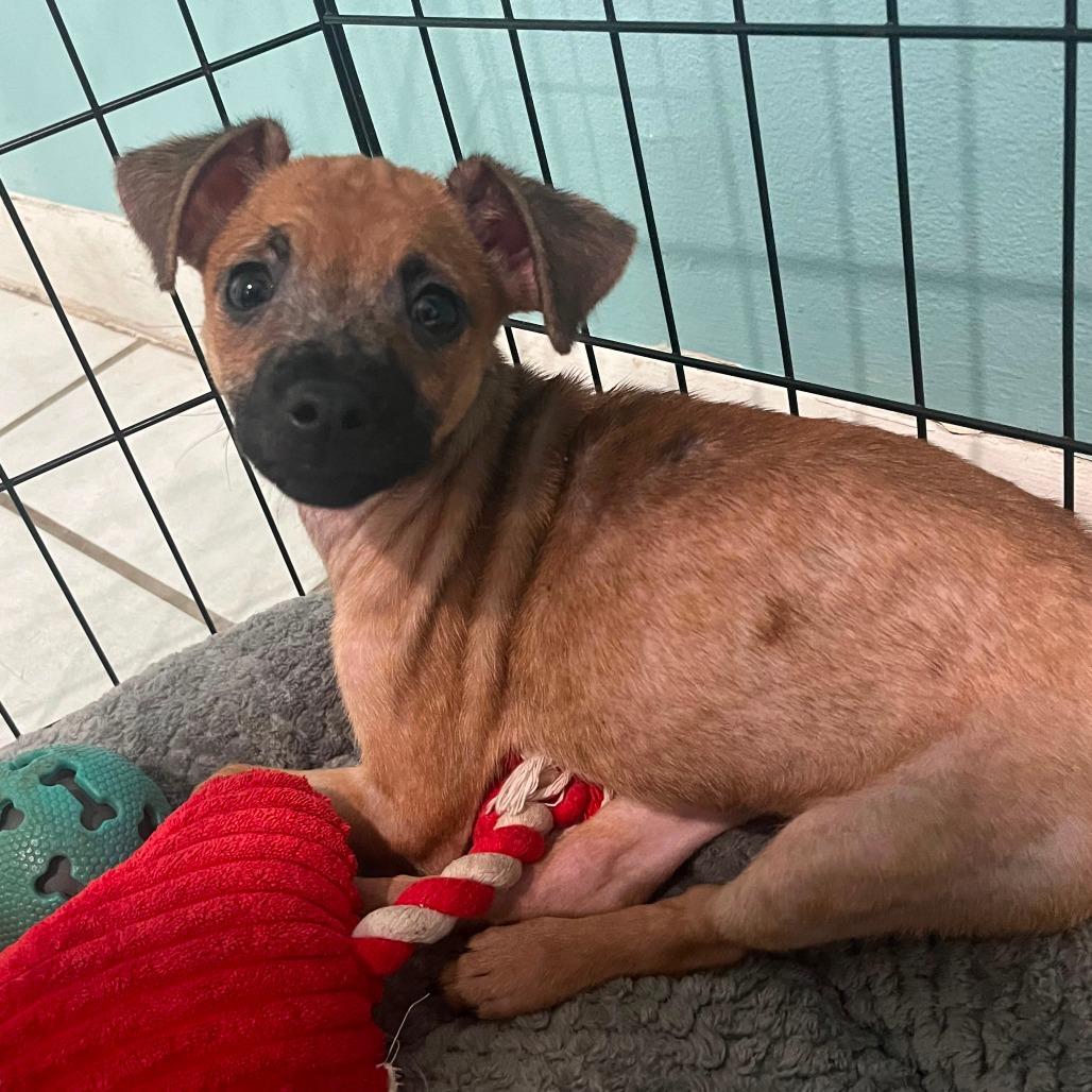 Enlarge Mouse, a Adoptable mixed breed in Merritt Island, FL image 3/3