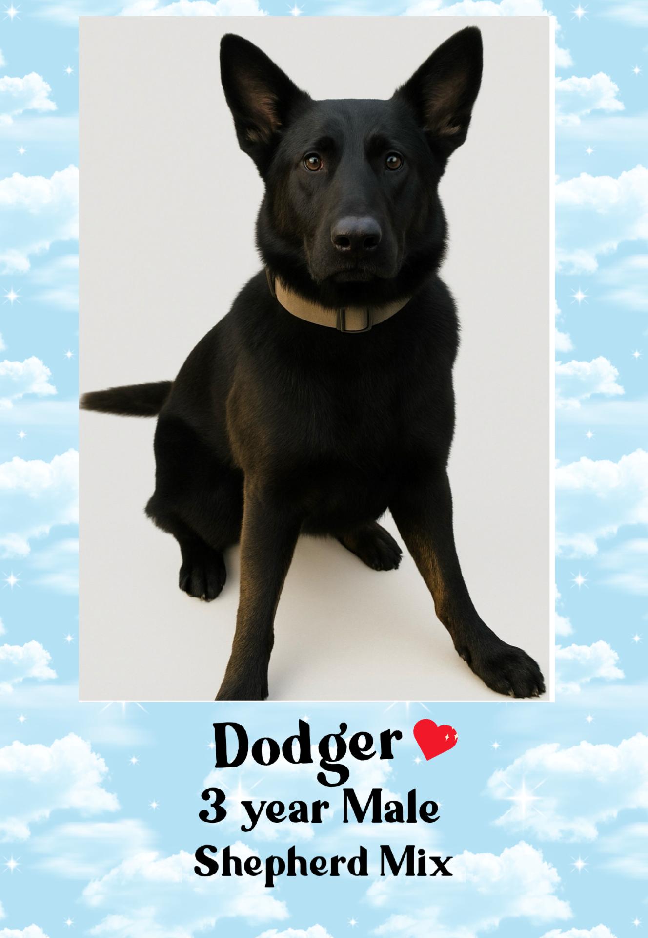 DODGER – 3 YEAR OLD MALE SHEPHERD MIX, Adoptable, Adult Male Shepherd.