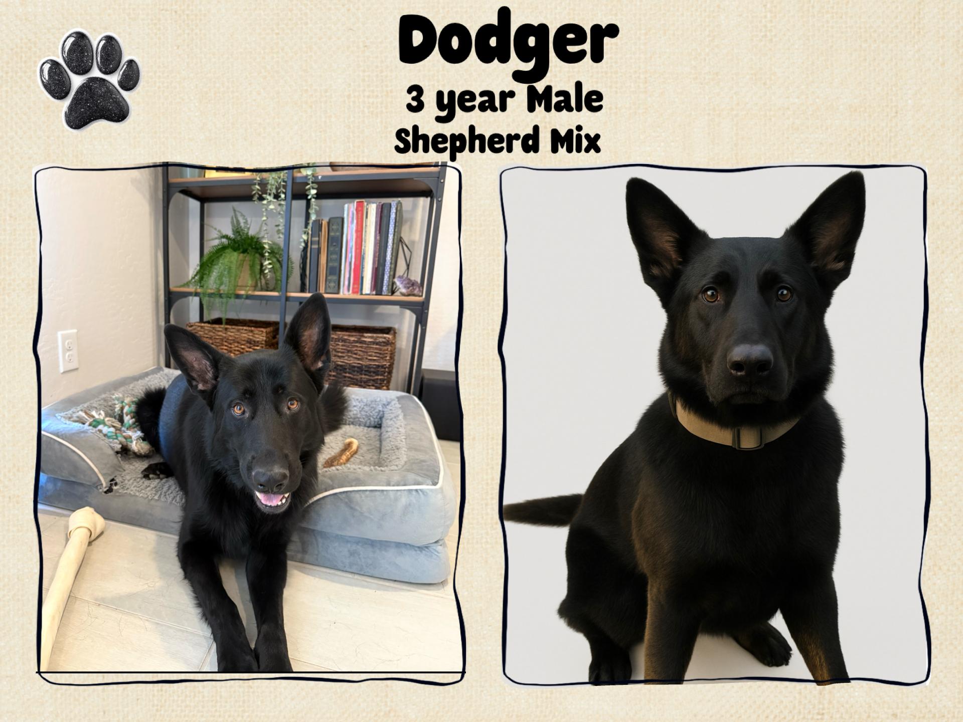 Enlarge DODGER – 3 YEAR OLD MALE SHEPHERD MIX, a Adoptable Shepherd in Mesa, AZ image 2/2