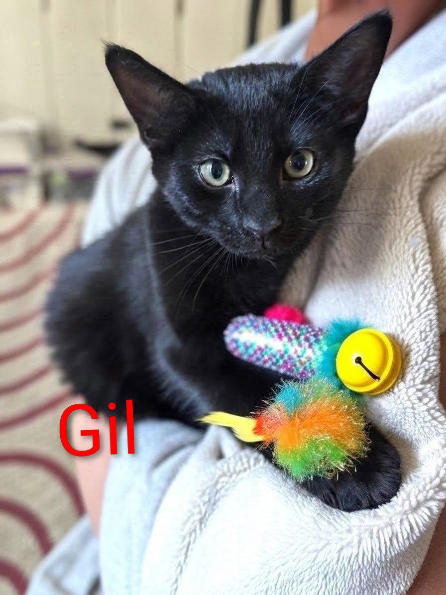 Enlarge Gil Kitten, a Adoptable Domestic Short Hair in Allentown, PA image 1/3