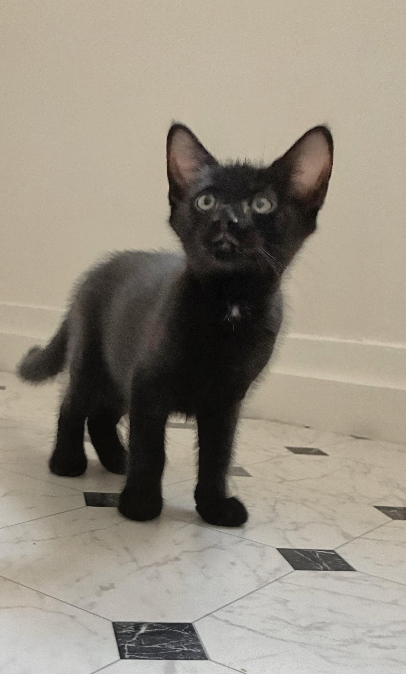Enlarge Gil Kitten, a Adoptable Domestic Short Hair in Allentown, PA image 2/3