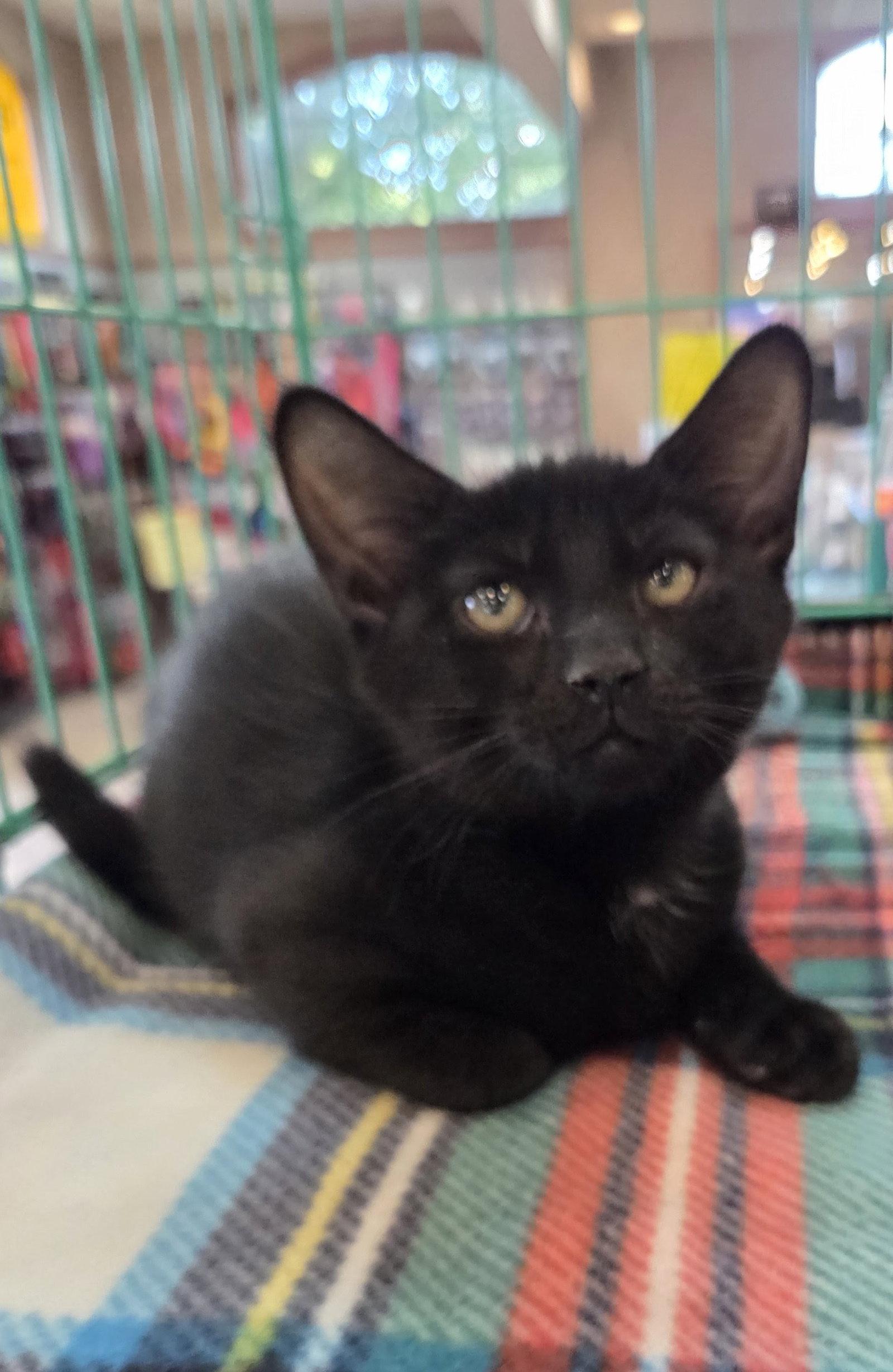 Enlarge Gil Kitten, a Adoptable Domestic Short Hair in Allentown, PA image 3/3