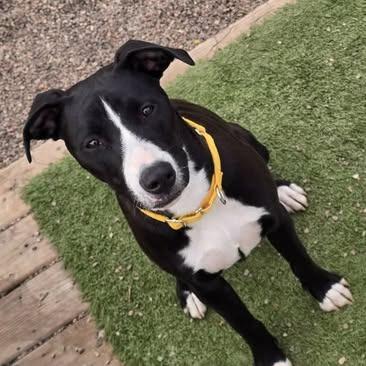 Dexter, Adoptable, Young Male Pit Bull Terrier & Mixed Breed.