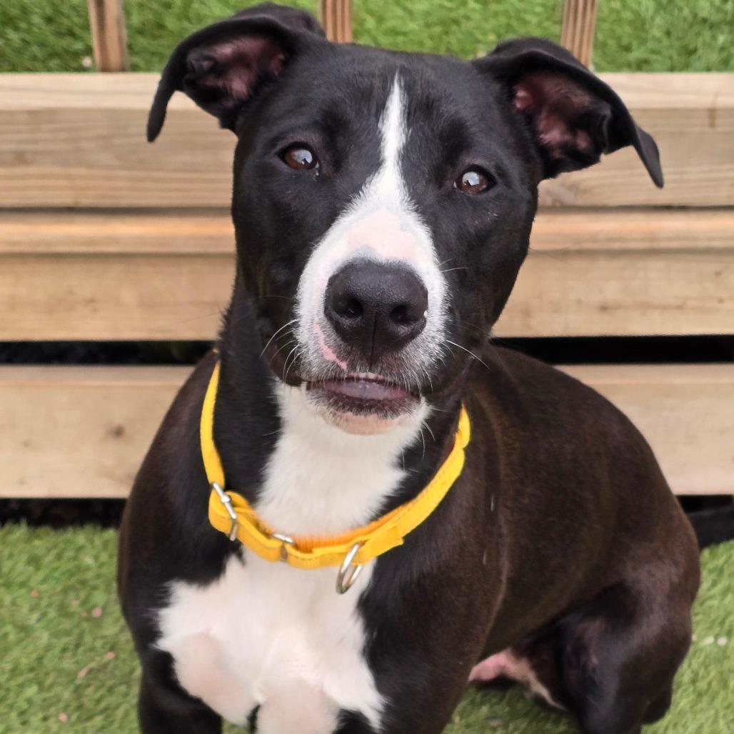 Dexter, a Adoptable mixed breed in Alma, WI image 2/5