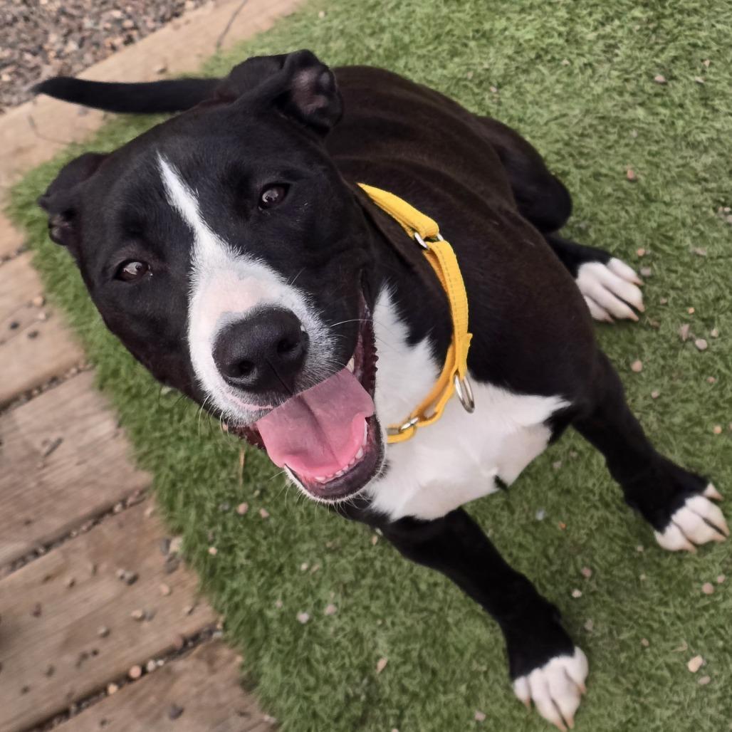 Dexter, a Adoptable mixed breed in Alma, WI image 3/5