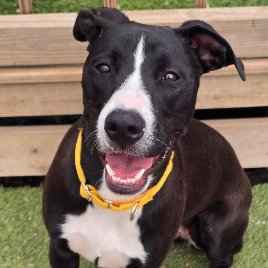 Dexter, a Adoptable mixed breed in Alma, WI image 4/5