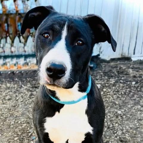 Dexter, a Adoptable mixed breed in Alma, WI image 5/5