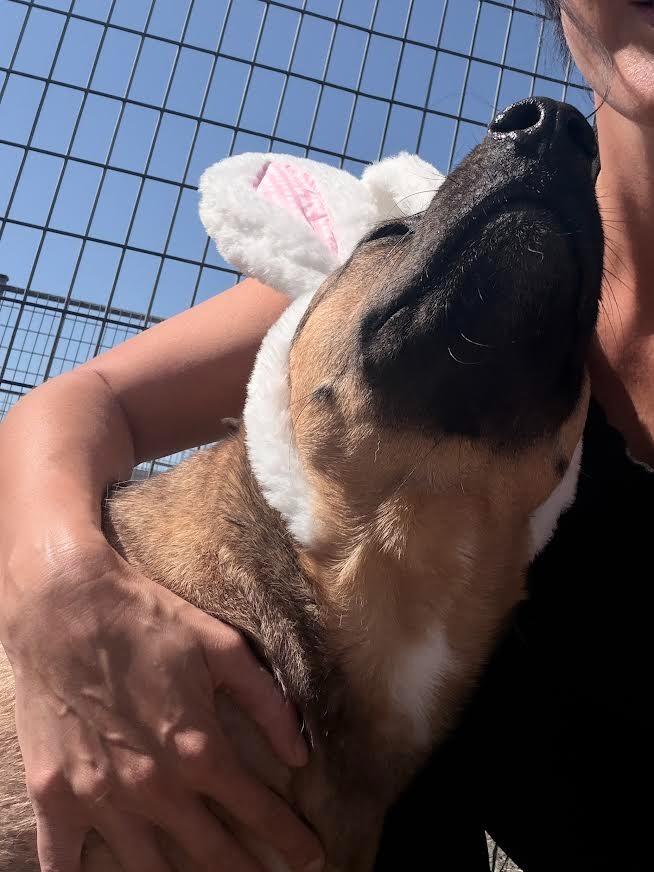 Honey (Layla), Adoptable, Adult Female German Shepherd Dog & Labrador Retriever.