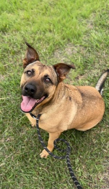 Enlarge Honey (Layla), a Adoptable mixed breed in New Braunfels, TX image 3/6