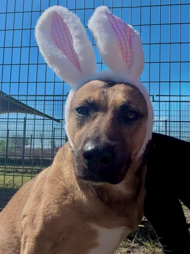 Enlarge Honey (Layla), a Adoptable mixed breed in New Braunfels, TX image 6/6