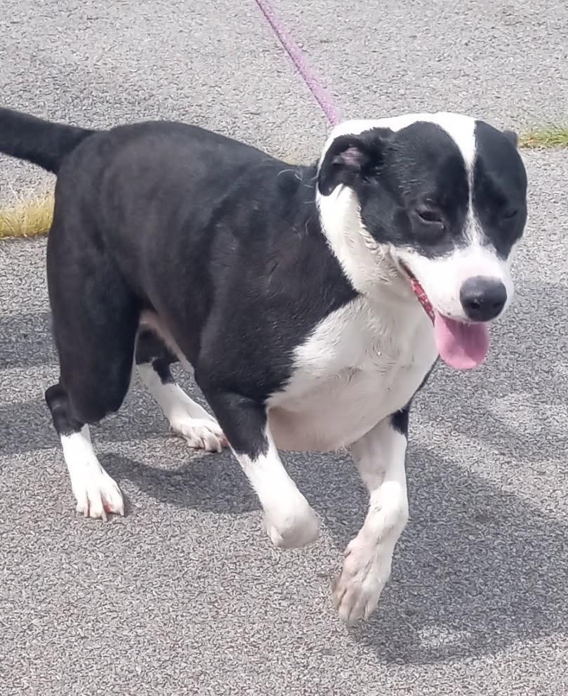 Buddy, Adoptable, Young Male Mixed Breed.