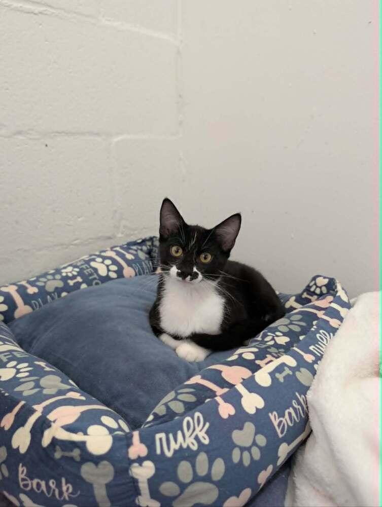Kitty Gon-Jin - Fostered in Omaha, Adoptable, Kitten Male American Shorthair.