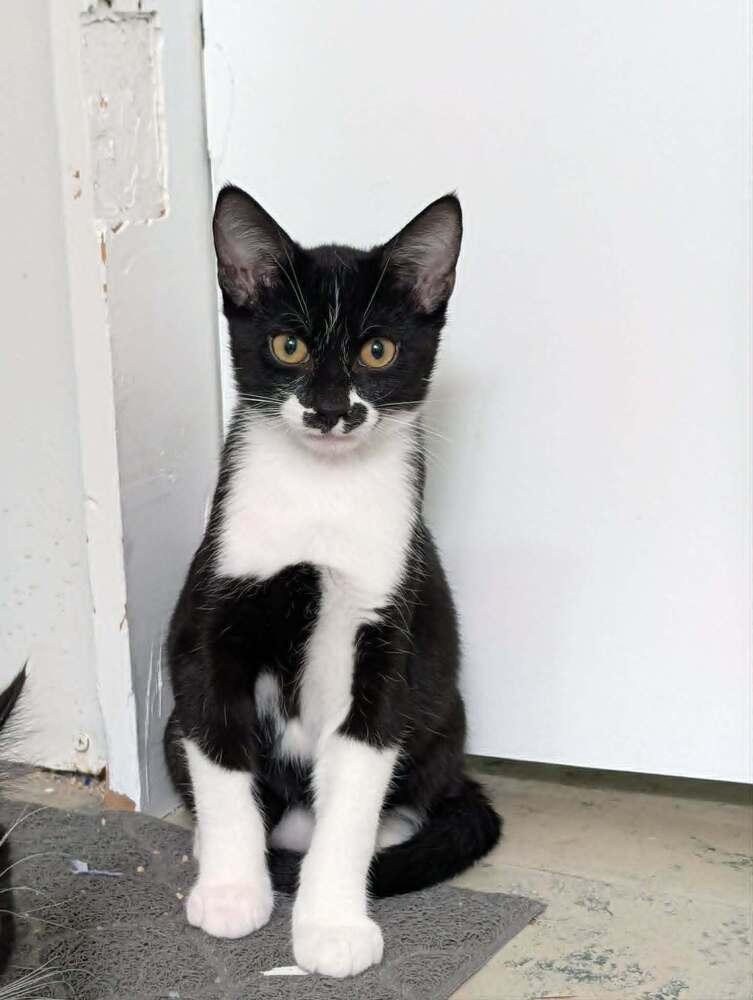 Enlarge Kitty Gon-Jin - Fostered in Omaha, a Adoptable mixed breed in Shawnee Mission, KS image 2/4