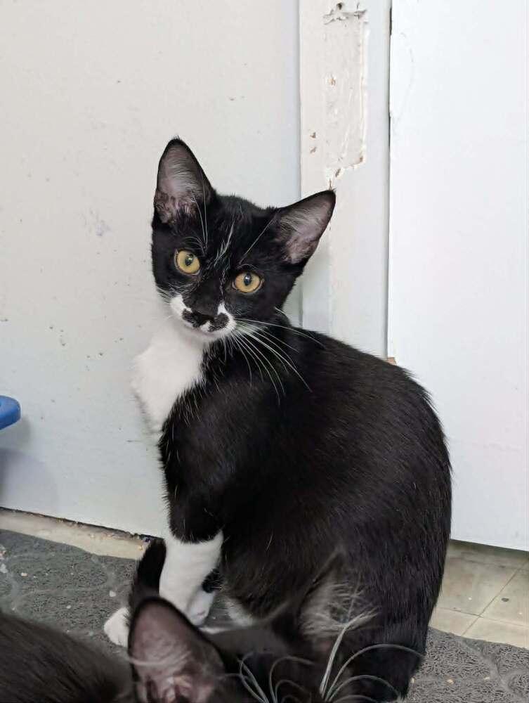 Enlarge Kitty Gon-Jin - Fostered in Omaha, a Adoptable mixed breed in Shawnee Mission, KS image 3/4