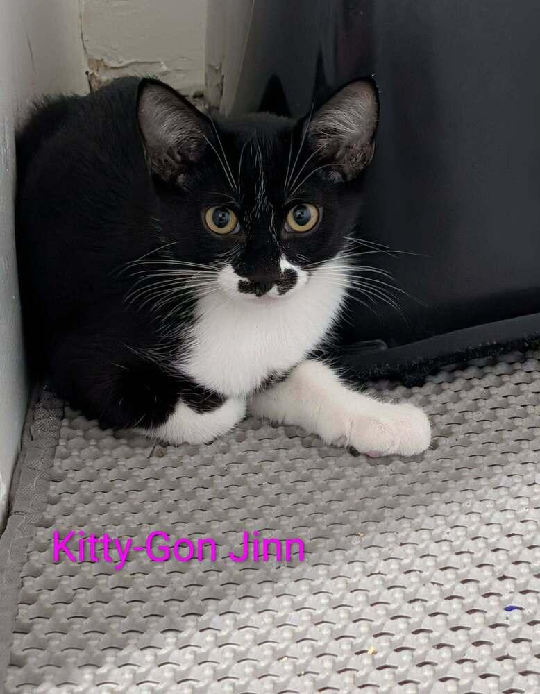 Enlarge Kitty Gon-Jin - Fostered in Omaha, a Adoptable mixed breed in Shawnee Mission, KS image 4/4