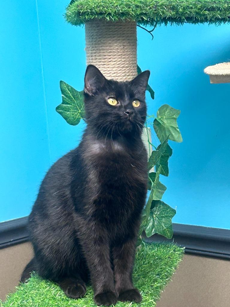 Enlarge Jamison, a Adoptable mixed breed in Effingham, IL image 1/1