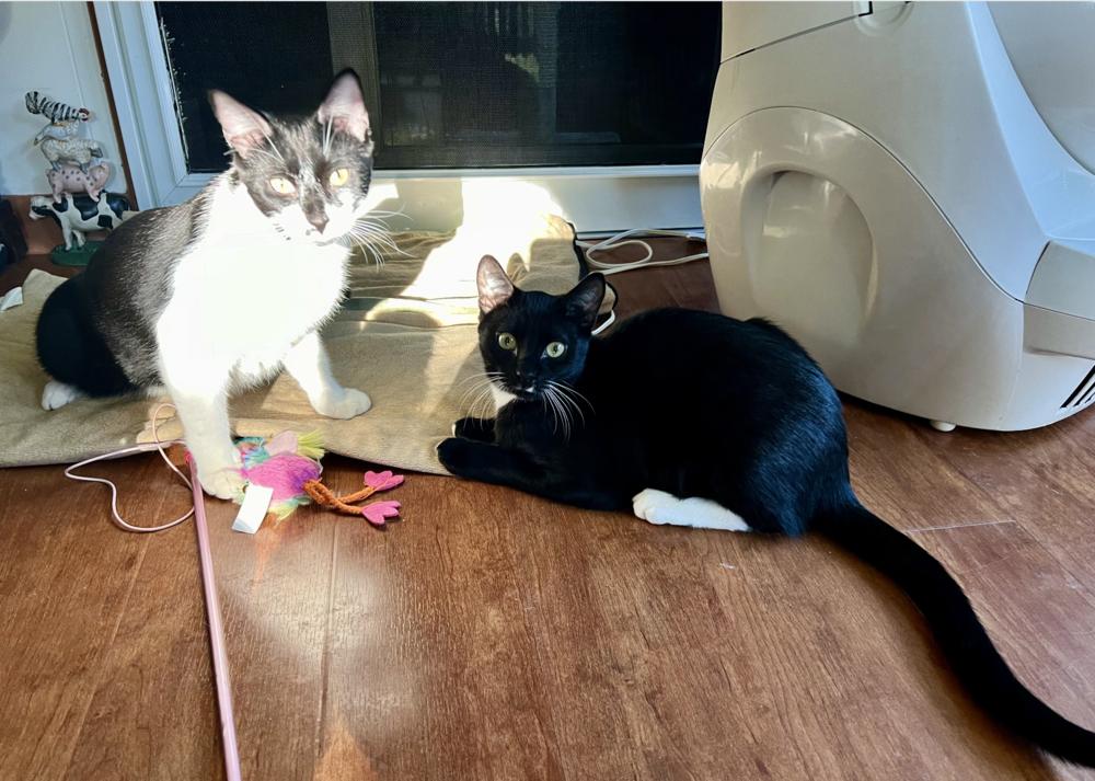 Sunni, Adoptable, Kitten Male Domestic Short Hair.