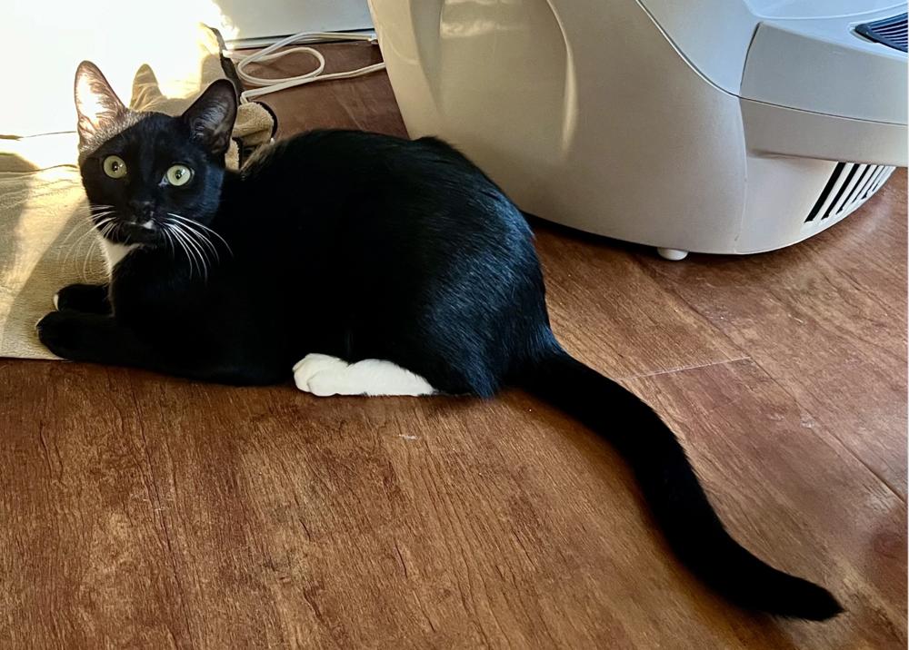 Sunni, Adoptable, Kitten Male Domestic Short Hair.